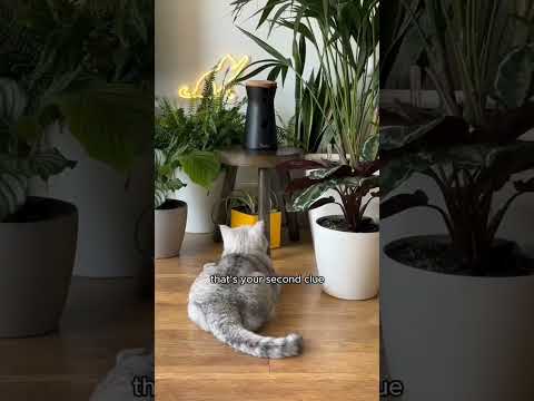 360° View HD Pet Camera with Treat Tossing and Barking Alerts – Perfect for Dog Monitoring by Furbo