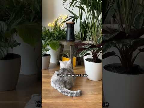 360° View HD Pet Camera with Treat Tossing and Barking Alerts Furbo: link in bio or comment me