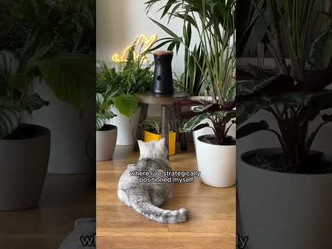 360° View HD Pet Camera with Treat Tossing and Barking Alerts – Perfect for Dog Monitoring by Furbo