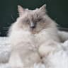 theo.bear.ragdoll