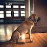 sweetlittlebloodhound
