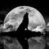 wolfmoonapothecarytx