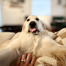 lenwichthegolden