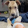belladesertdoggie
