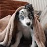 eirabordercollie