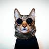 liam_the_everyday_cat