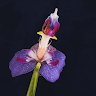Myasun4207