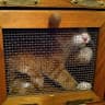KillerOrangeCat