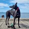 jaycethegreyhound