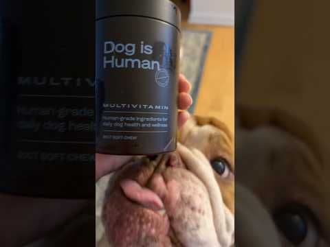 Dog is Human #paidpartnership #bulldog @dogishumanofficial
