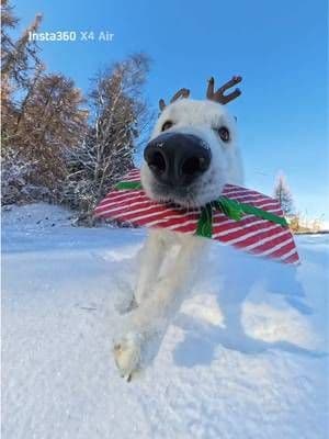 🎄 Christmas is slowly approaching… and the Grinch 💚 is once again trying to steal it 🎁 Luckily, Odin 🐾 — the loyal dog — is here to stop him and return all the gifts back under the Christmas tree 🎄✨ Wishing you all a beautiful Friday 🤍🐾 ✨ P.S. Christmas sales are currently live on all Insta360 cameras If you want to create similar videos, you’ll find links to the cameras and the dog mount in our BIO 🎥🐕 🎁 Insta360 discount code: ODIN First 10 orders get up to 25% off + a FREE gift 🎁 ⏳ Limited time only! @insta360 official #insta360dogmode #grinch #christmas #fyp