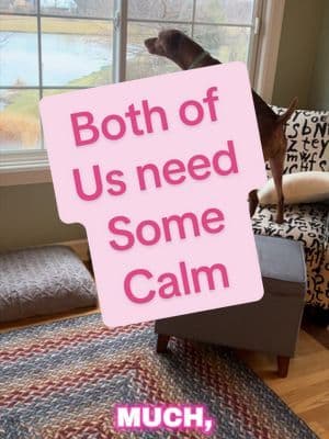 Boops Pets Calming Chews for Dogs – KSM-66 Ashwagandha, L-Theanine & Melatonin – Supports Relaxation & Calm Behavior – Great for Storms, Fireworks, Travel & Vet Visits – Turkey & Beef Flavor. #dog #dogsoftiktok #tiktokshopspringglowup #tiktokshopcreatorpicks #calm