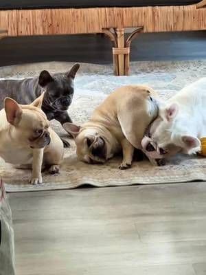 Six Frenchies. Six Pupsicles. Approximately 20–40 minutes where nobody is body slamming their sibling. 😂🙌 We call that a win around here. @Woof Pet use code FRENCHIEFRIES for 15% off! #dogmom #frenchie #woof #pupsicleproductivity