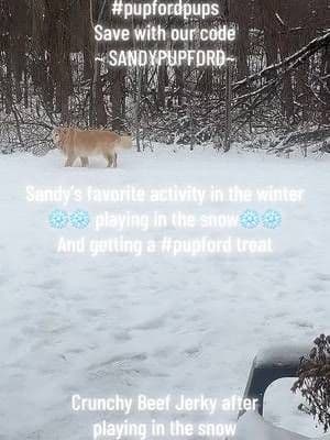#creativesearchinsights #creator Sandy our #goldenretriever #dogsoftiktok #goldenretrieversoftiktok (an only dog ~ thanks Jenny ) on a beautiful #january2025 #wintermorning in @Pure Michigan for our @Pupford #pupfordpups with the #snow having #beefjerky by #pupford & #pupfordtrainingtreats #dogtreats ❄️❄️use code SANDYPUPFORD to save 10 percent more❄️❄️ #holidayhaul #onsalenow #freeshipping #dogtreats #TikTokShop #tiktokviral #pupfordambassador