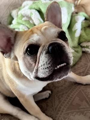 We’ve heard a lot about @Dog is Human and are excited to start their multivitamin in our daily routine. We are ready to