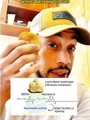 Real mushrooms is bigger than what you think! There is so much testing and research that must go into the process that makes things work. #realmushrooms #lionsmane #lionsmanemushroom #brainfog #tiktokshop @real mushrooms