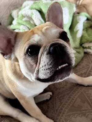 We've heard a lot about @Dog is Human and are excited to start their multivitamin in our daily routine. We are ready to