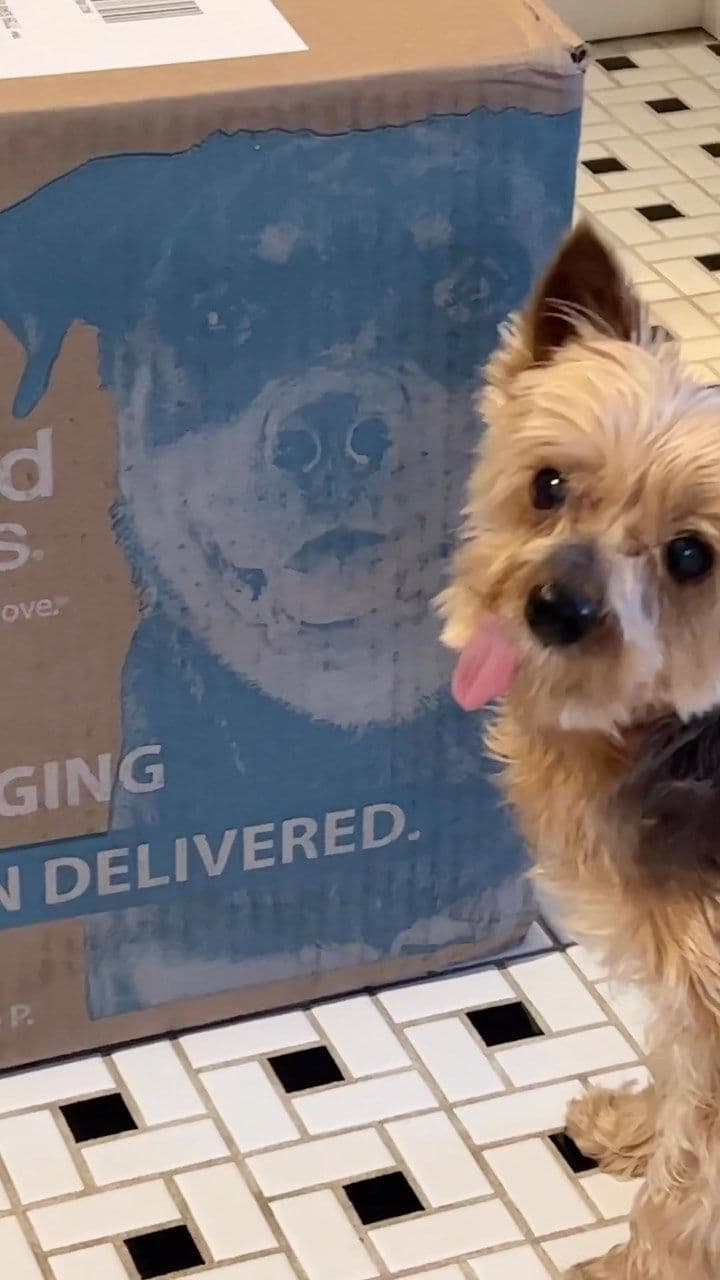@justfoodfordogs Whole food, human-grade meals delivered frozen, right to your door. Check out how much Cocoa, my adorab